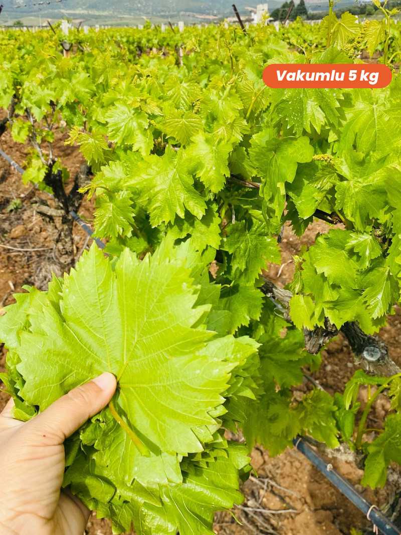 Vakumlu Taze Asma Yaprak 5 kg.