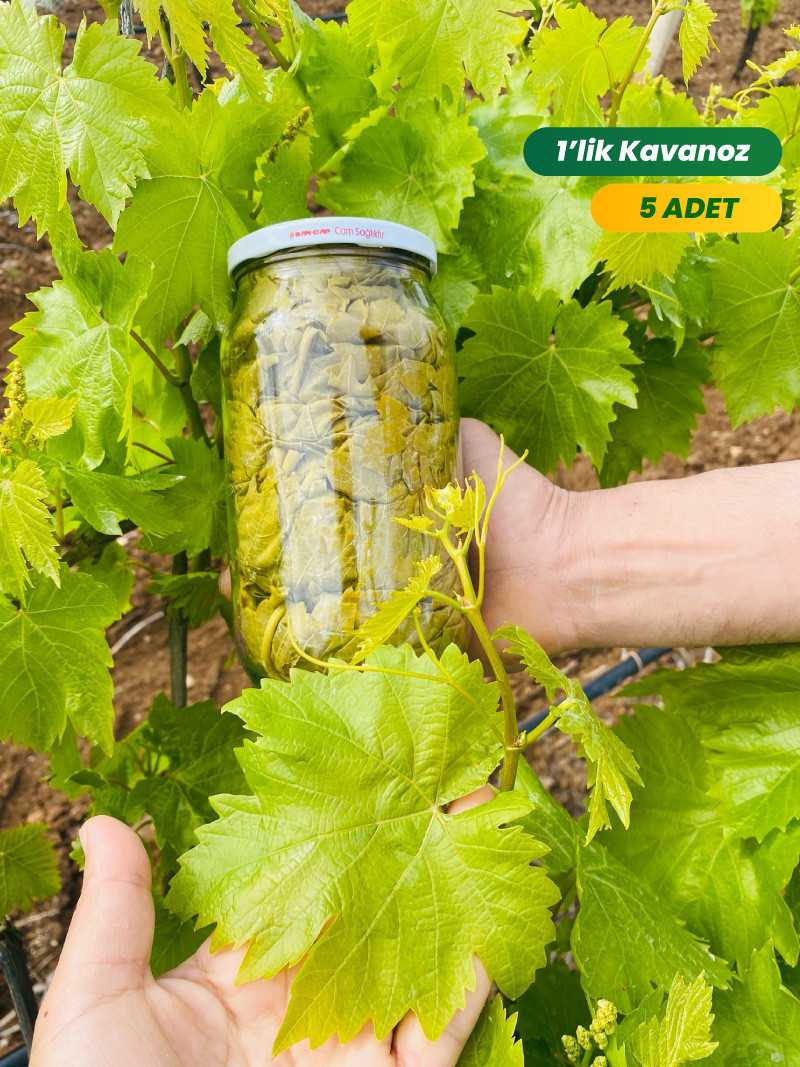 Kuru Basım Asma Yaprak 5x1 lik Kavanoz